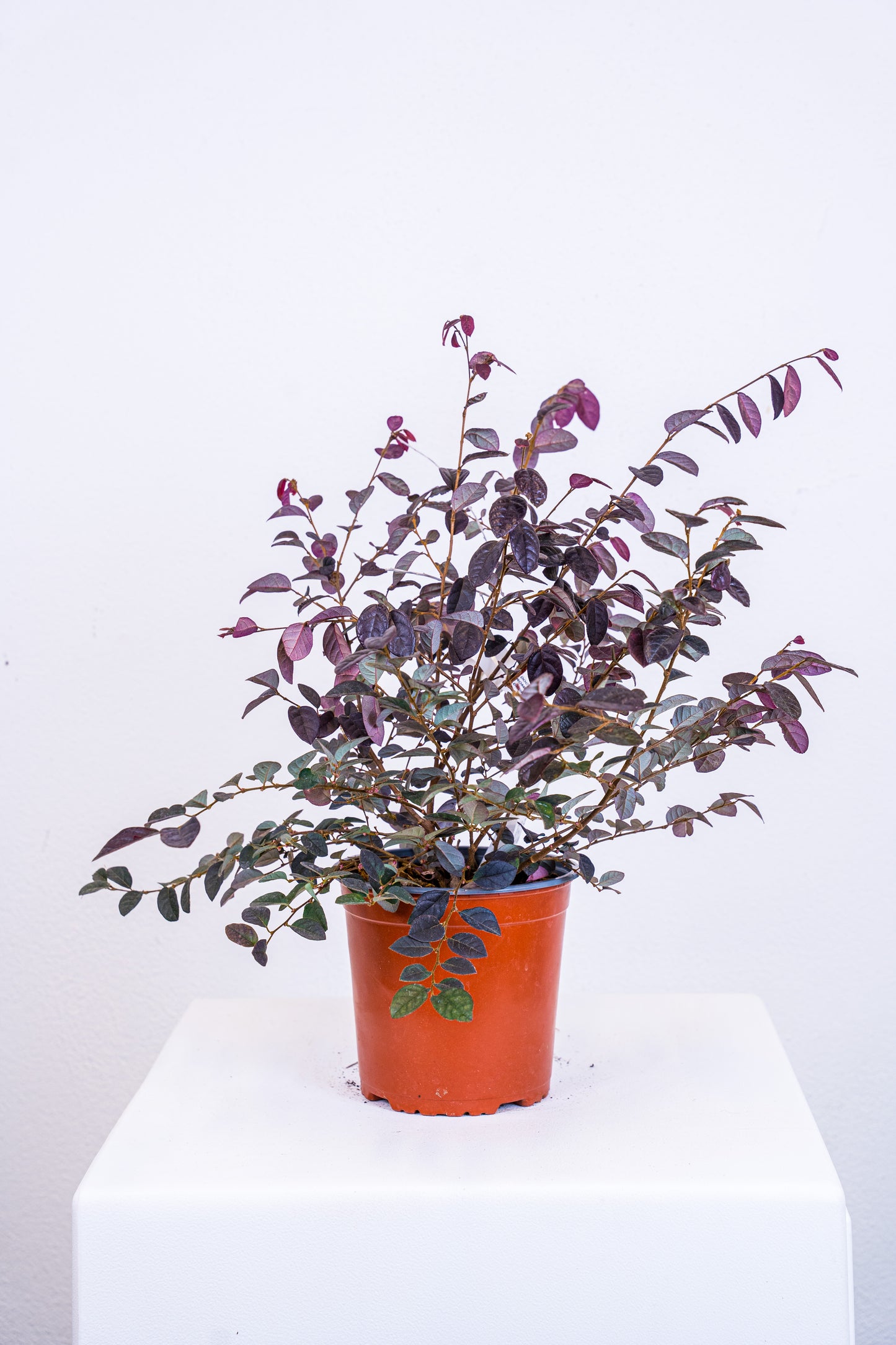 Loropetalum chinense