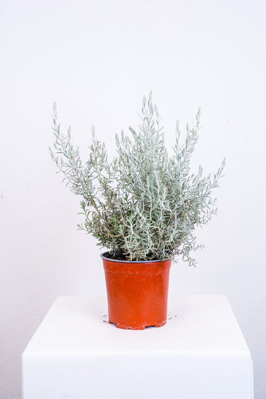 Eremophila Nivea