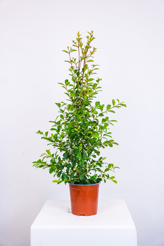 Eugenia myrtifolia