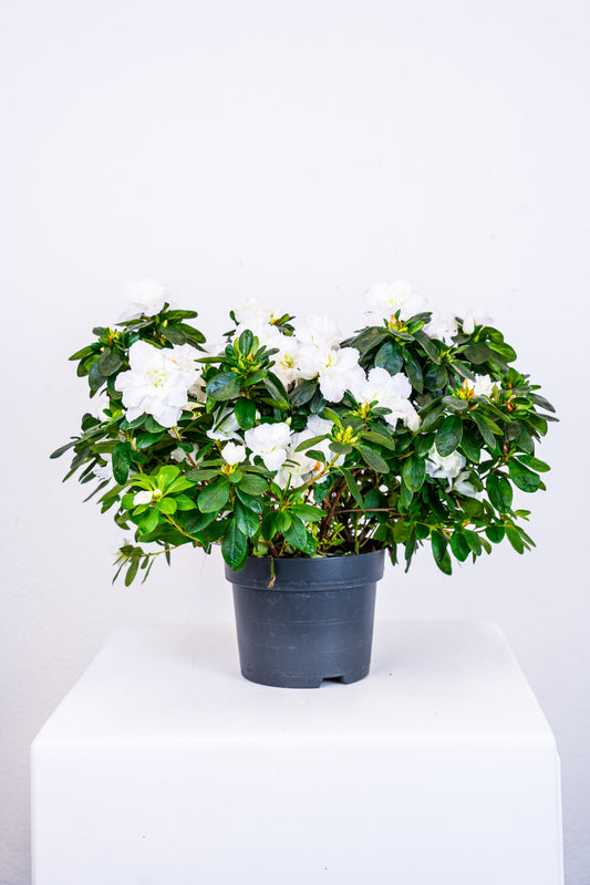 Azalea