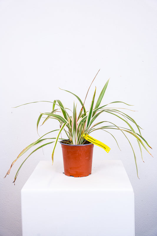 Dianella Tasmanica