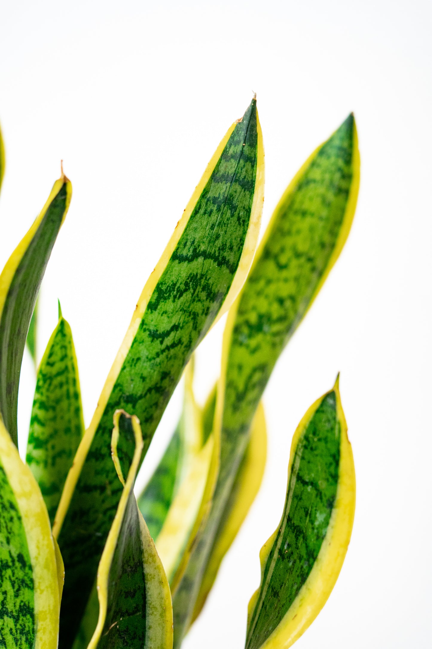 Sanseveria fasciata