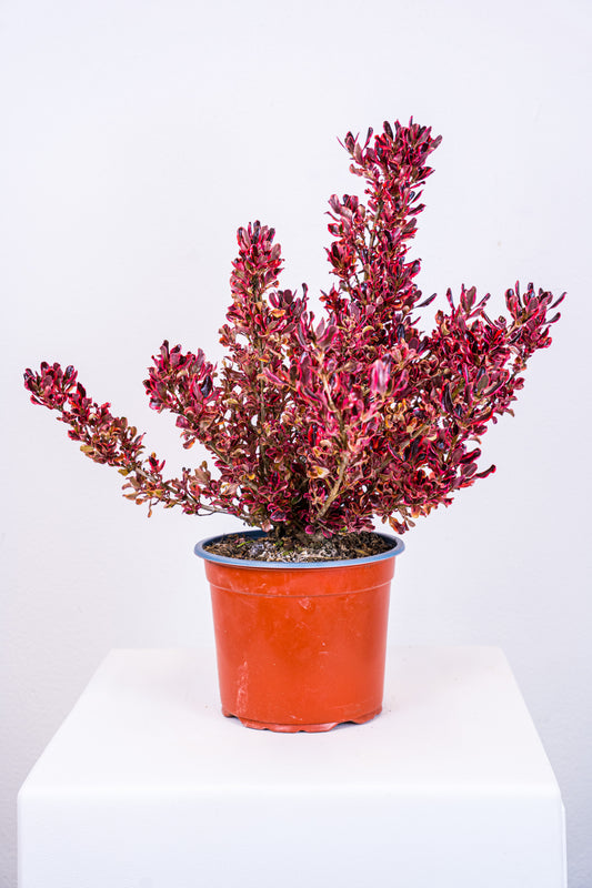 Coprosma repents