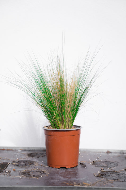 Stipa Tenutissima